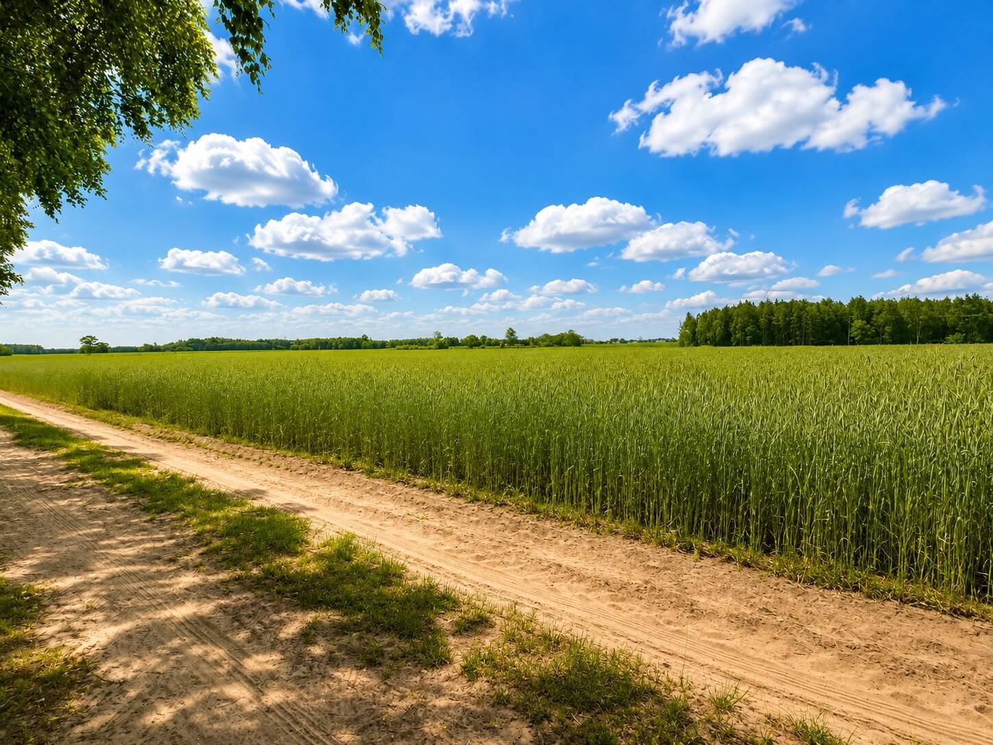 asari-113003478 Działki 1100 m² w lesie brzozowym gm Dobre