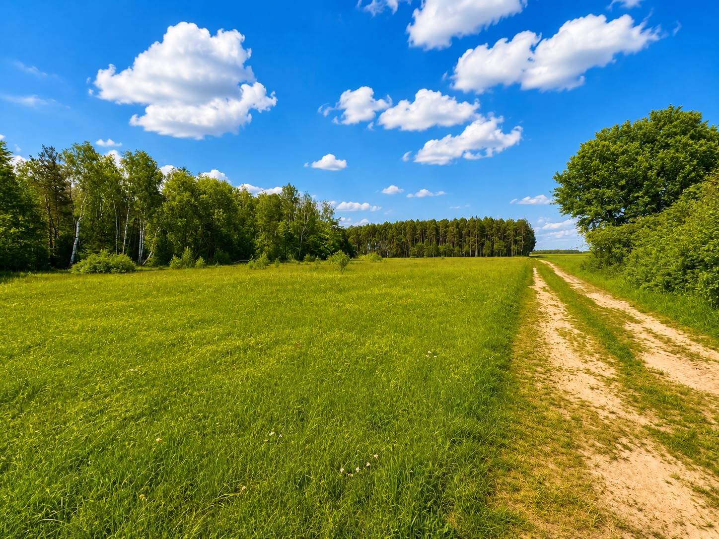 asari-113003480 Działki 1100 m² w lesie brzozowym gm Dobre