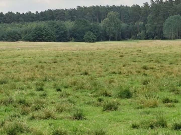 Działka rolna 6000mkw koło Czerska 20 zł za mkw